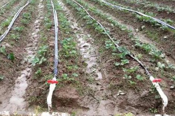 草莓膨果期的管理方法，将老叶病叶摘除可促进果实膨大