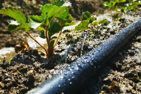 草莓膨果期的管理方法，将老叶病叶摘除可促进果实膨大
