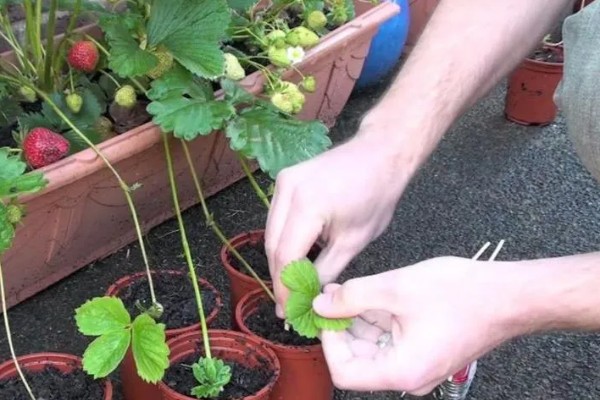 草莓膨果期的管理方法，将老叶病叶摘除可促进果实膨大