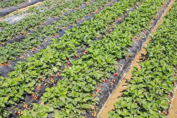 草莓膨果期的管理方法，将老叶病叶摘除可促进果实膨大