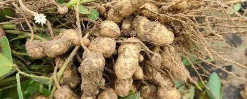 花生的高产要点，结荚期可喷施尿素和过磷酸钙