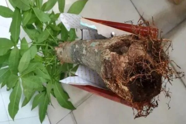小发财树要不要修剪，适当修剪可促进植株生长