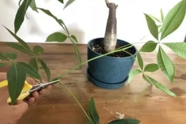小发财树要不要修剪，适当修剪可促进植株生长