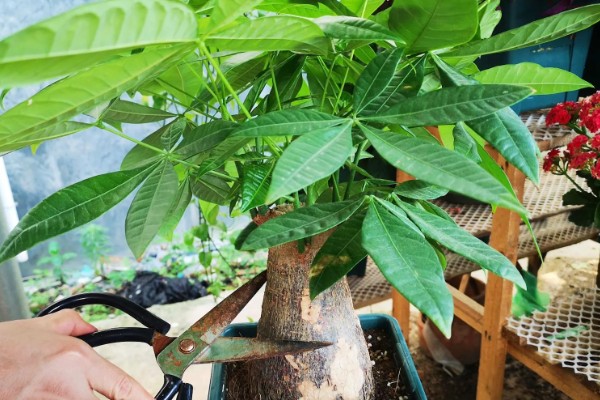 小发财树要不要修剪，适当修剪可促进植株生长