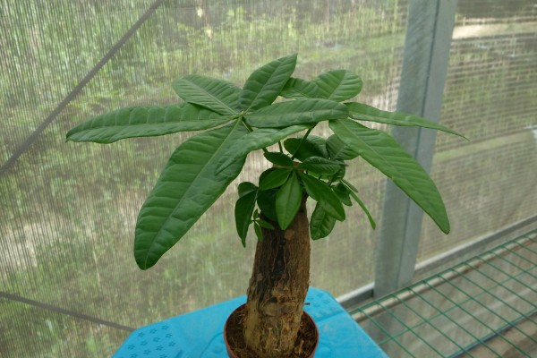 小发财树要不要修剪，适当修剪可促进植株生长