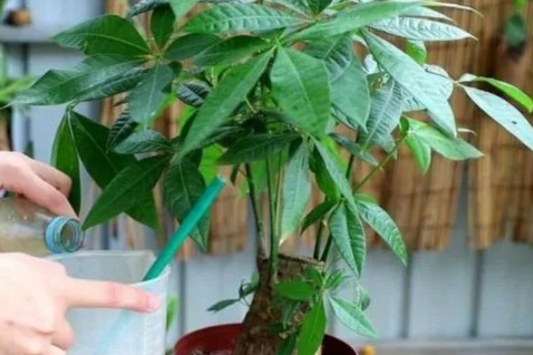 小发财树要不要修剪，适当修剪可促进植株生长