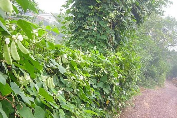 扁豆怎么种植,每穴播种3-4粒