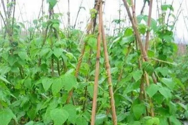 扁豆怎么种植,每穴播种3-4粒