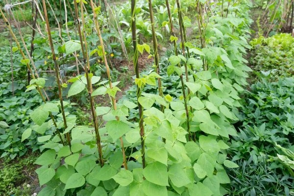 扁豆怎么种植,每穴播种3-4粒