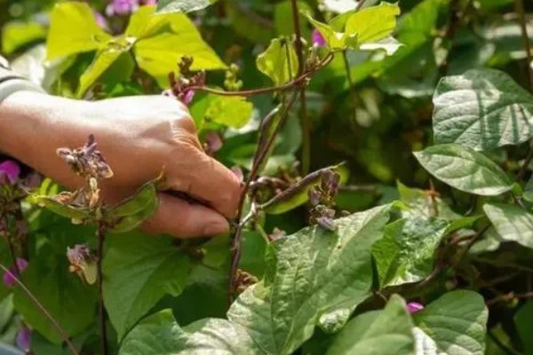 扁豆怎么种植,每穴播种3-4粒