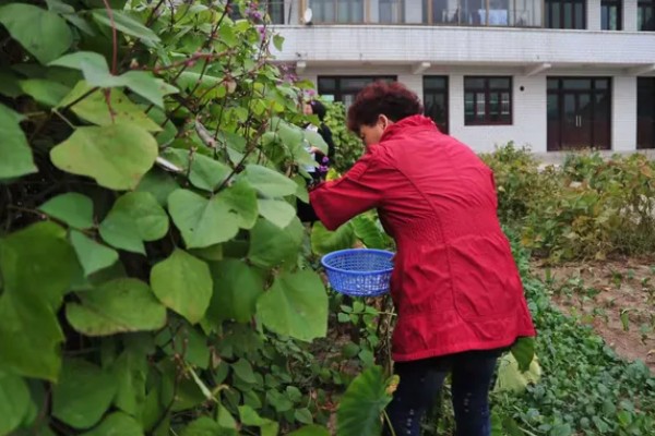 扁豆怎么种植,每穴播种3-4粒