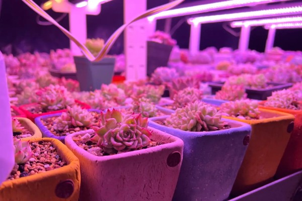 多肉适合白天还是晚上补光,每天早上8点至下午5点开灯补光