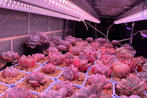 多肉适合白天还是晚上补光,每天早上8点至下午5点开灯补光