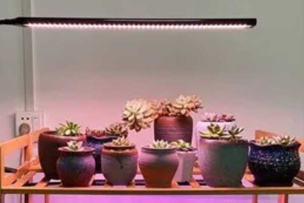 多肉适合白天还是晚上补光,每天早上8点至下午5点开灯补光