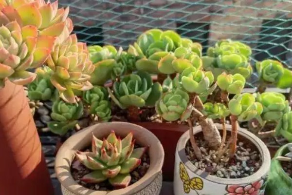 多肉适合白天还是晚上补光,每天早上8点至下午5点开灯补光