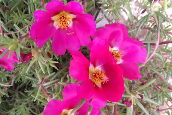 有哪些花期长的花，有太阳花、矮牵牛等