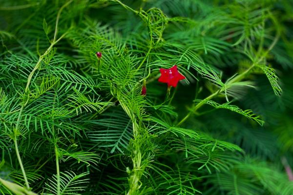 有哪些花期长的花，有太阳花、矮牵牛等