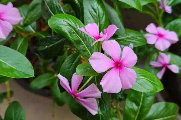 有哪些花期长的花，有太阳花、矮牵牛等