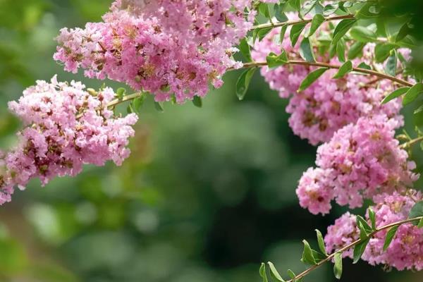 有哪些花期长的花，有太阳花、矮牵牛等