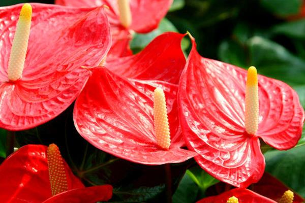有哪些花期长的花，有太阳花、矮牵牛等