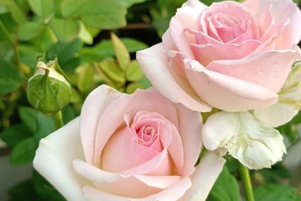 有哪些花期长的花，有太阳花、矮牵牛等