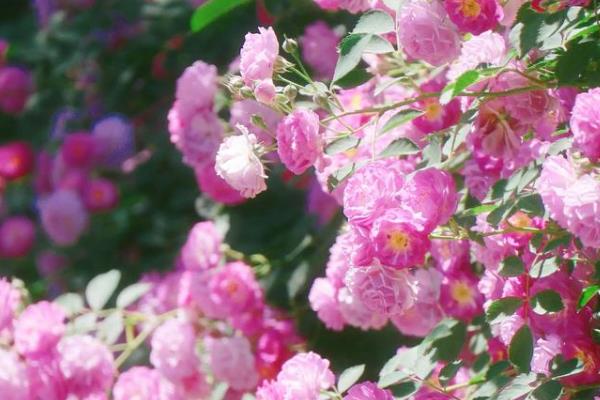 有哪些花期长的花，有太阳花、矮牵牛等