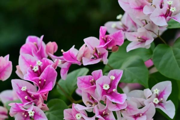 有哪些花期长的花，有太阳花、矮牵牛等