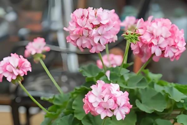 有哪些花期长的花，有太阳花、矮牵牛等