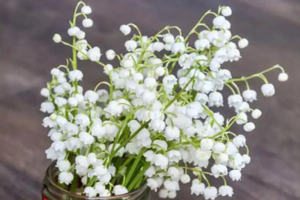 有哪些花期长的花，有太阳花、矮牵牛等
