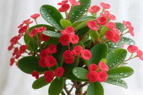 有哪些花期长的花，有太阳花、矮牵牛等