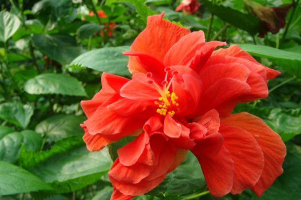 有哪些花期长的花，有太阳花、矮牵牛等