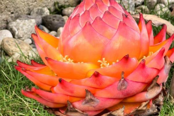 有哪些花期长的花，有太阳花、矮牵牛等