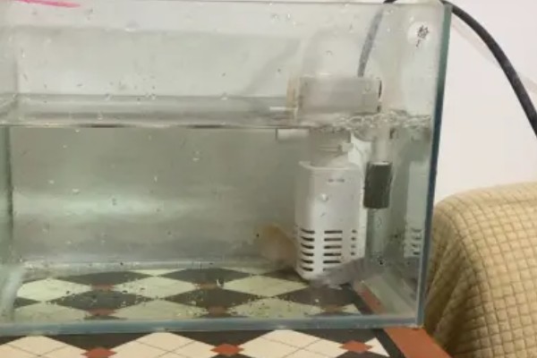 清理鱼粪的方法，用虹吸法换水可抽出鱼粪