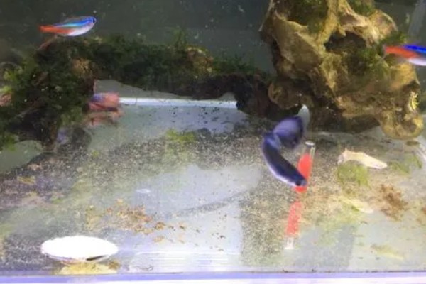 清理鱼粪的方法，用虹吸法换水可抽出鱼粪