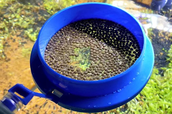 清理鱼粪的方法，用虹吸法换水可抽出鱼粪