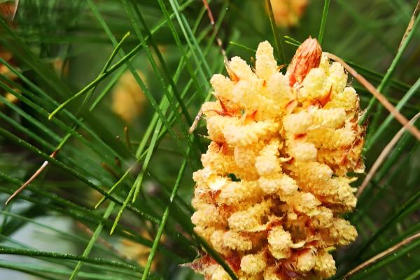 松花粉的食用方法，可直接用温开水送服