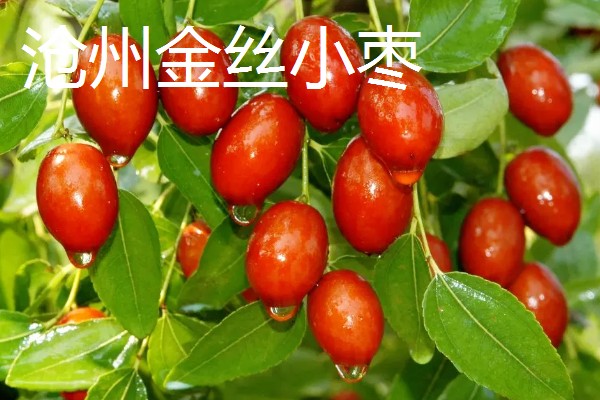 河北省青县的特产，青县冬菜远销海外