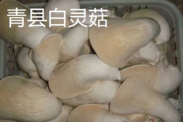河北省青县的特产，青县冬菜远销海外