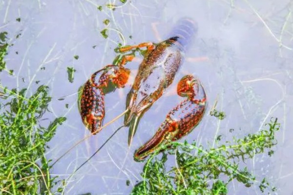 龙虾的英文名称，有Palinuridae、Lobster等