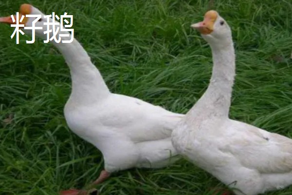 鹅与鸭的区别，外形和叫声均不同