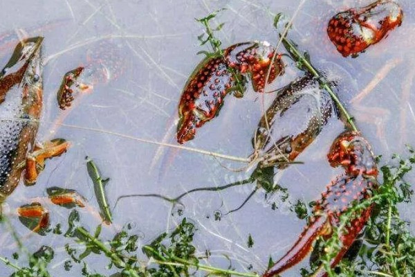 龙虾的英文名称，有Palinuridae、Lobster等