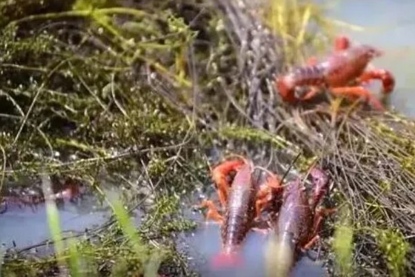 龙虾的英文名称，有Palinuridae、Lobster等