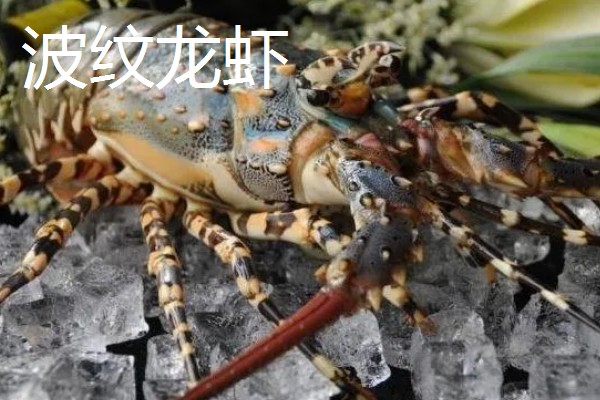 龙虾的英文名称，有Palinuridae、Lobster等