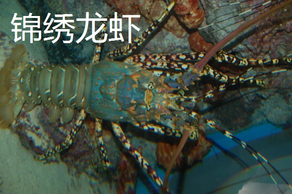 龙虾的英文名称，有Palinuridae、Lobster等