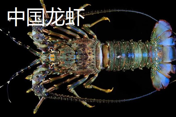 龙虾的英文名称，有Palinuridae、Lobster等