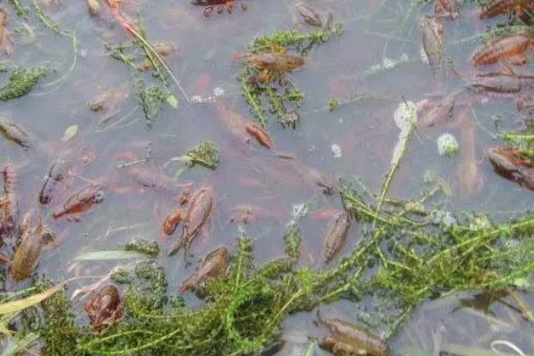 龙虾的英文名称，有Palinuridae、Lobster等