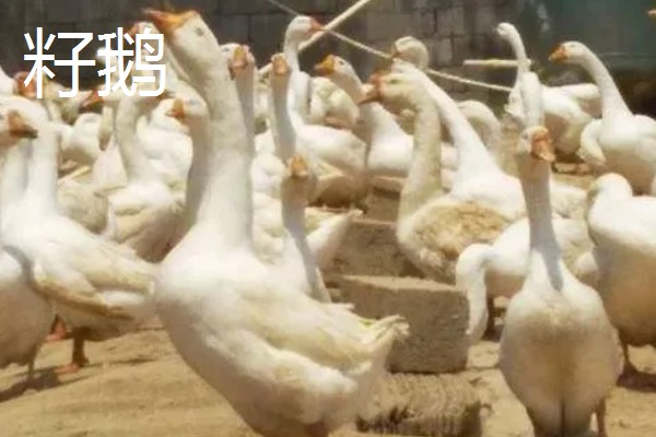 鹅与鸭的区别，外形和叫声均不同
