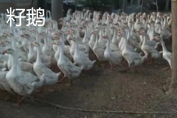 鹅与鸭的区别，外形和叫声均不同