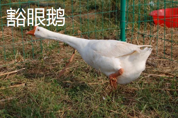 鹅与鸭的区别，外形和叫声均不同