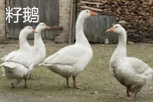 鹅与鸭的区别，外形和叫声均不同